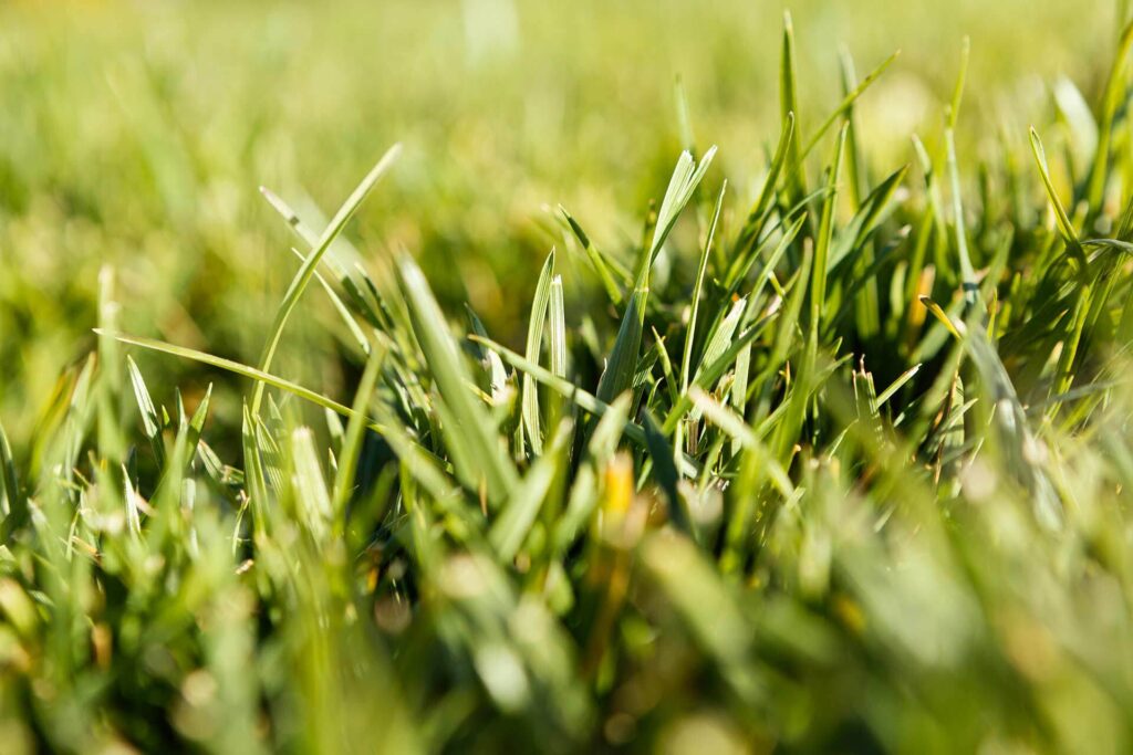 Laying turf how to [city]