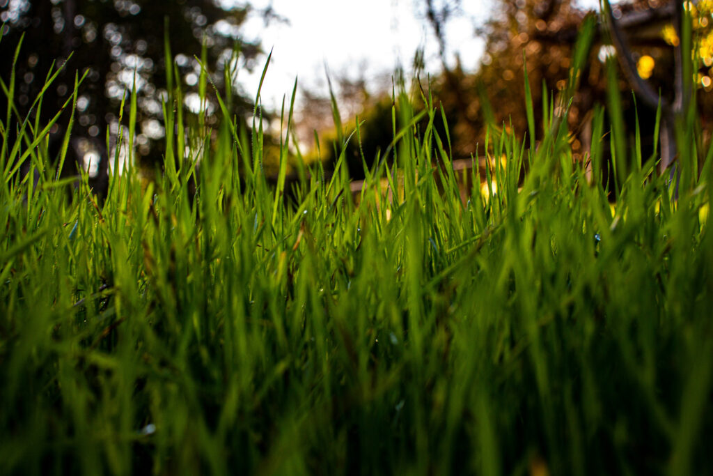 Berkshire Turf in shady areas