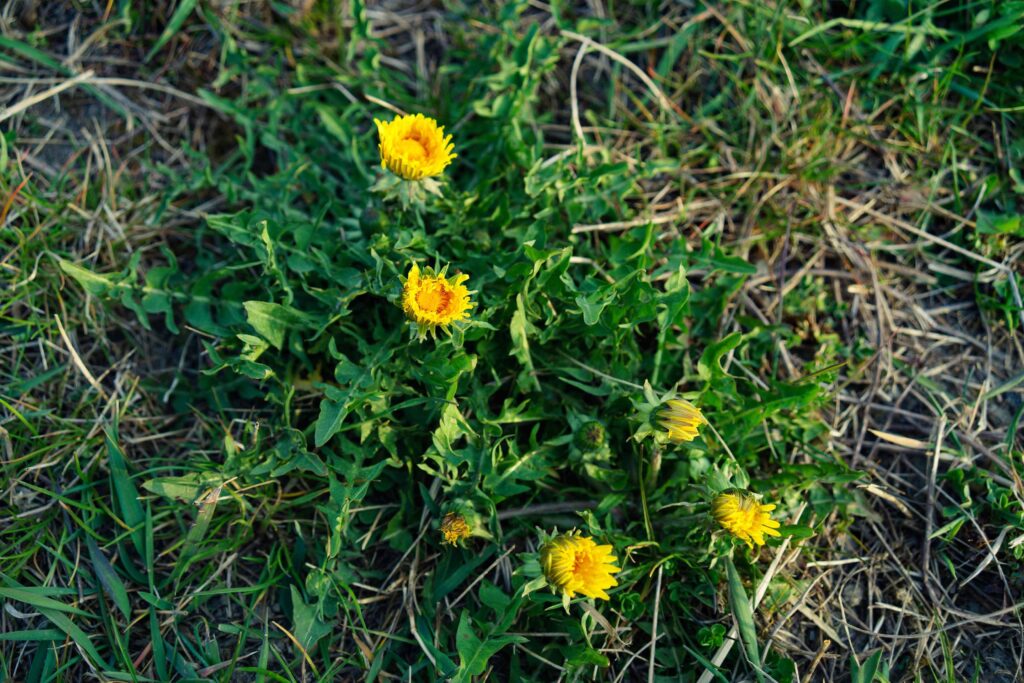 Turf lawn blog weeding 0.75x [city]