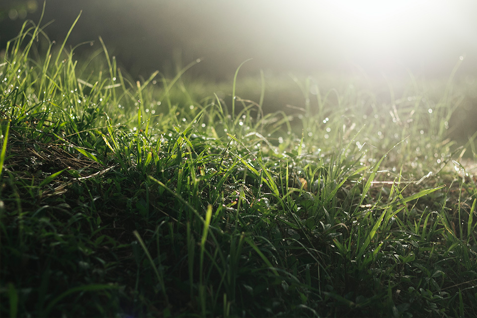 Premium lawn vs standard turf Berkshire