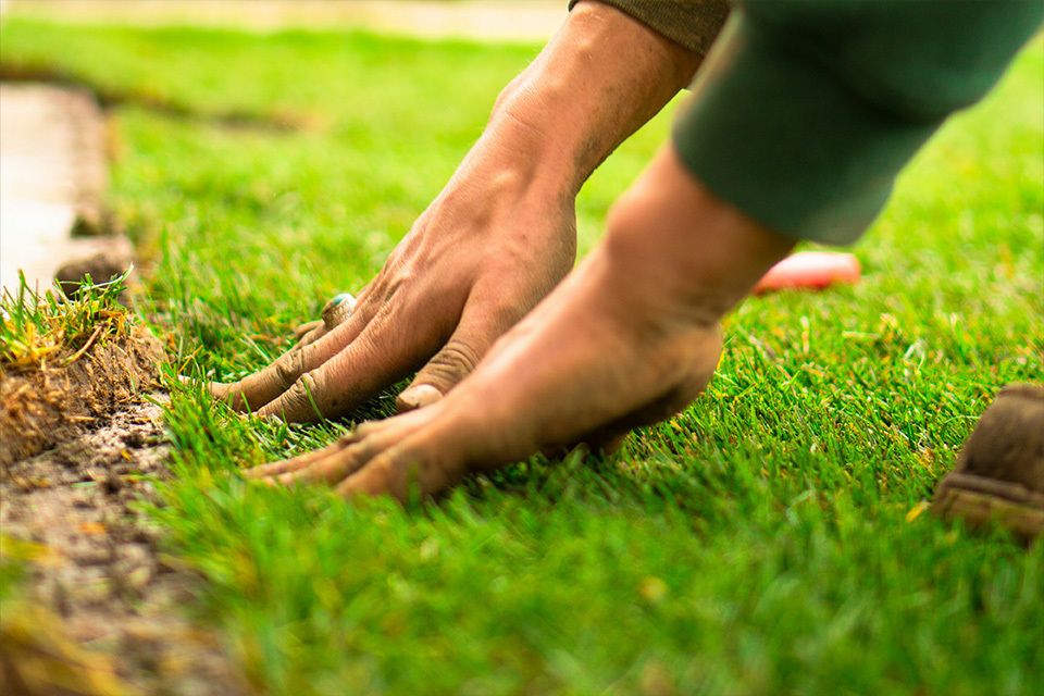 Turf lawn blog ultimate 5 things to know [city]