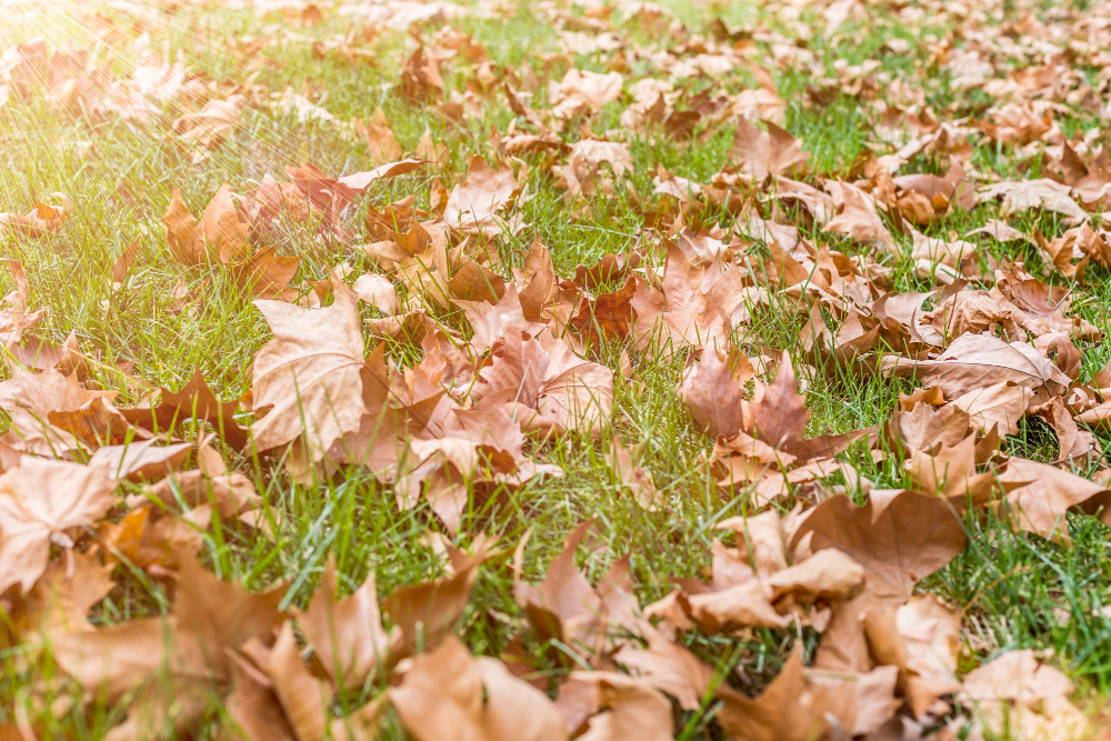 laying turf in september