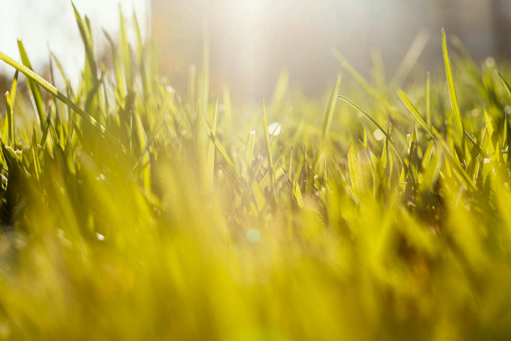 how to revive your lawn